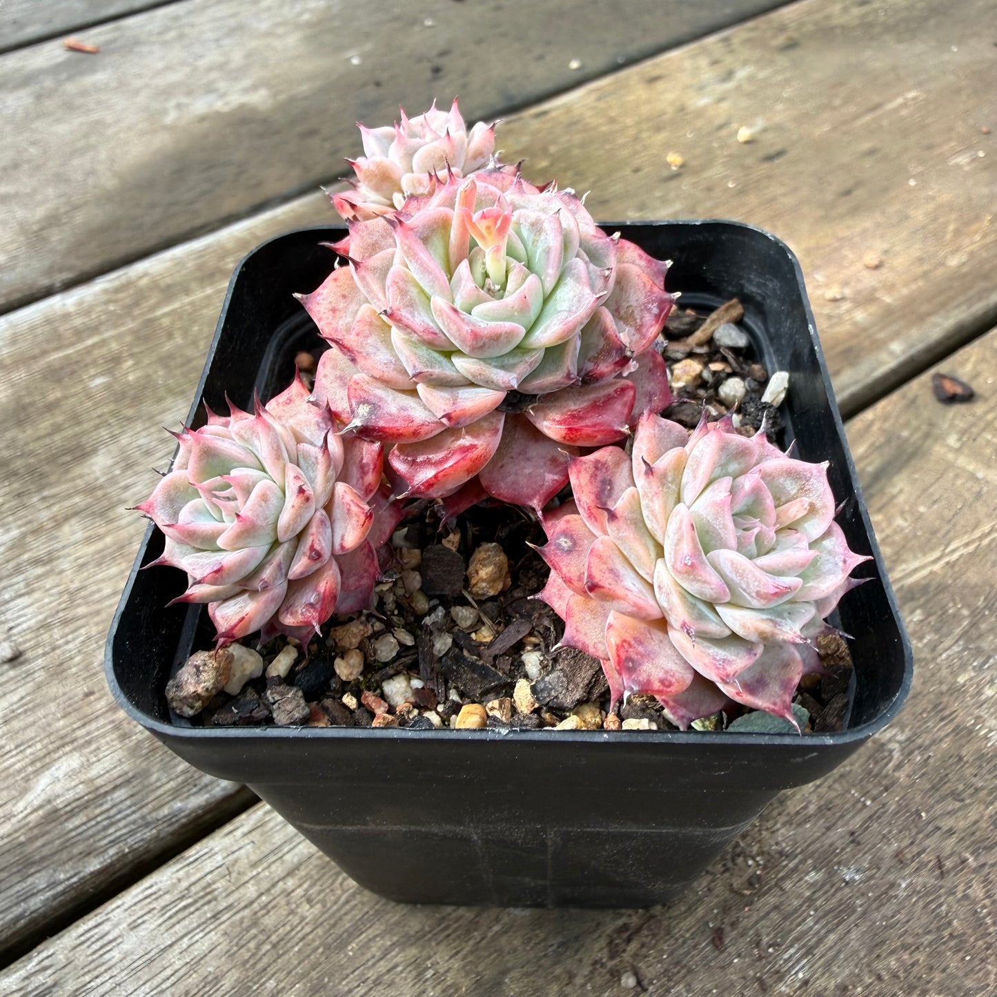 2110 Echeveria Fiona's Choice (Multi)