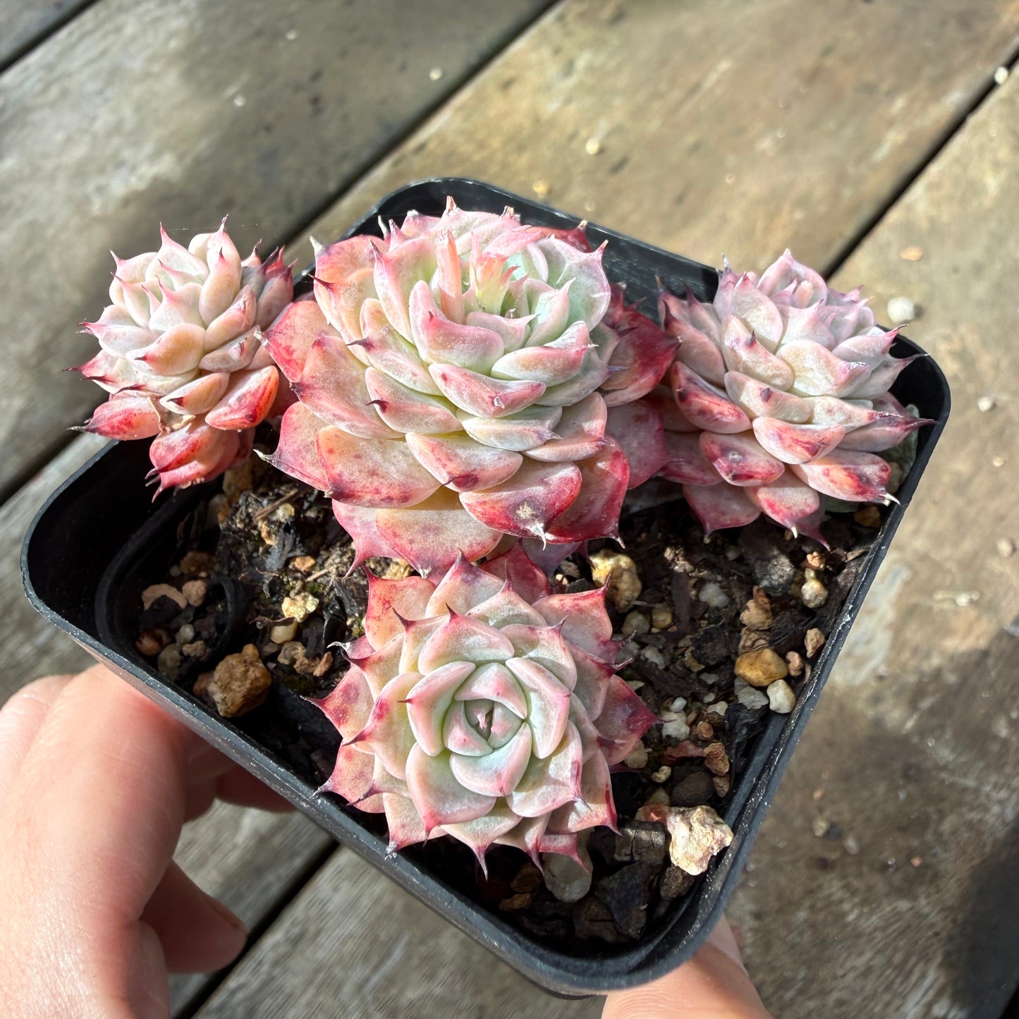 2110 Echeveria Fiona's Choice (Multi)