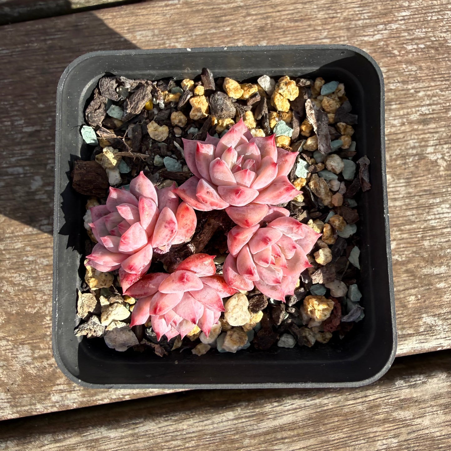 2110 Echeveria Frosty Bloom (Multi)