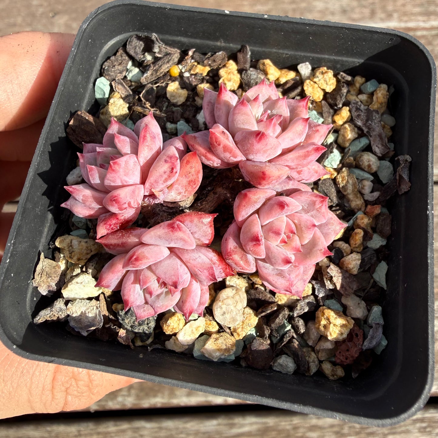 2110 Echeveria Frosty Bloom (Multi)