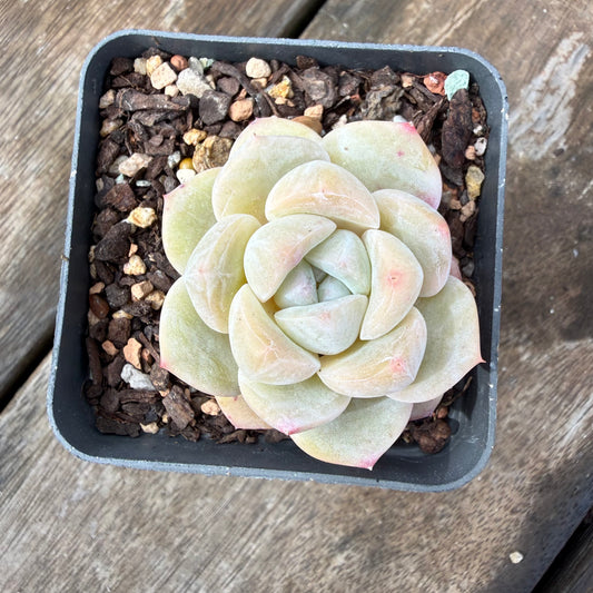 2110 Echeveria Ice Green