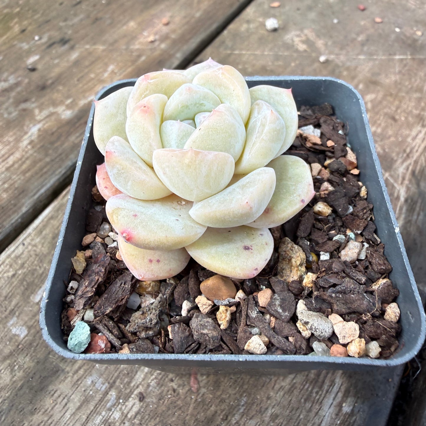 2110 Echeveria Ice Green