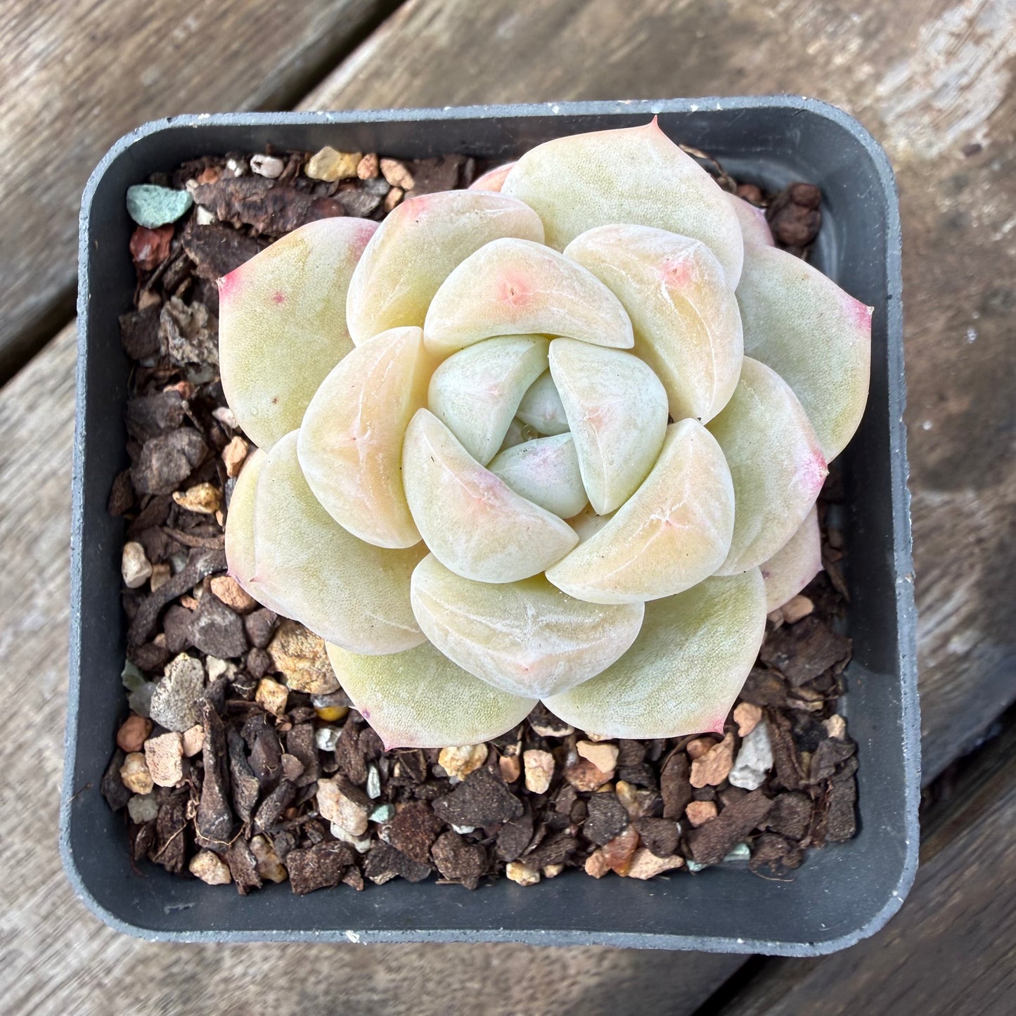 2110 Echeveria Ice Green