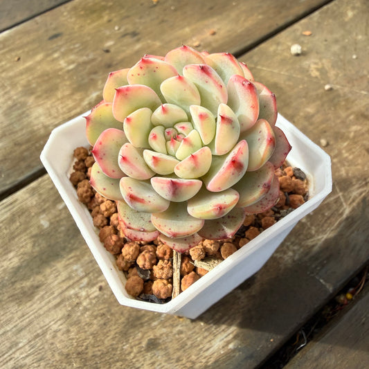 2110 Echeveria Minima Variegated