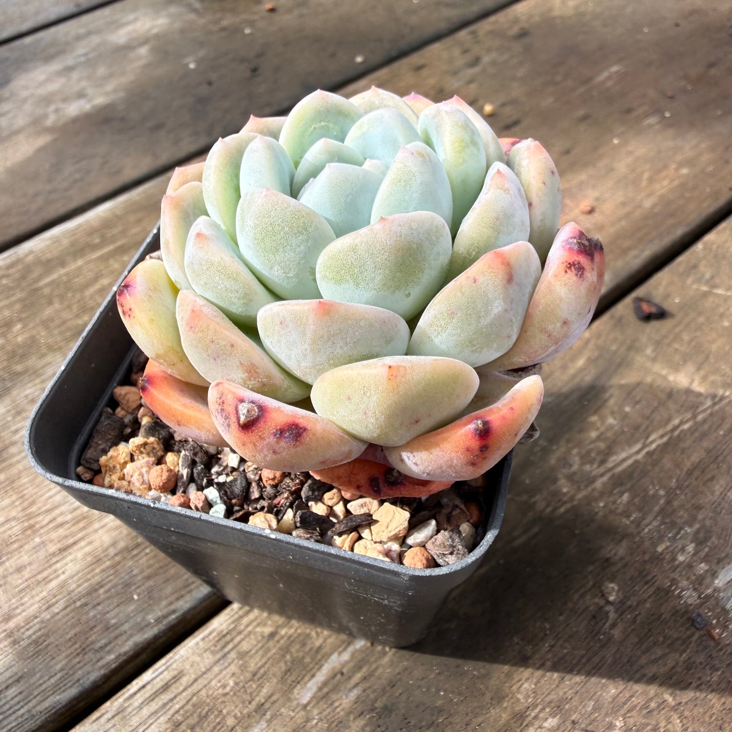 2110 Echeveria Monroe