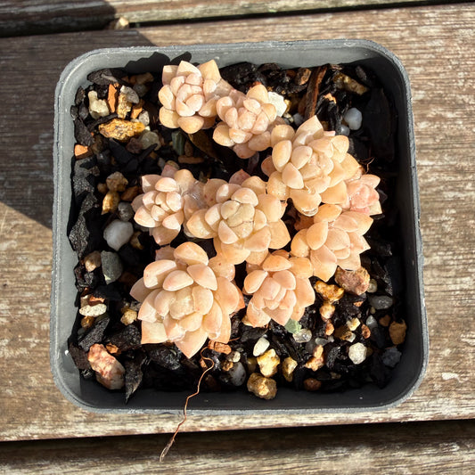 2110 Echeveria Prolifica