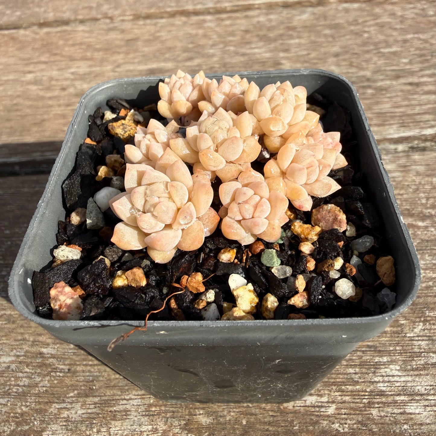 2110 Echeveria Prolifica