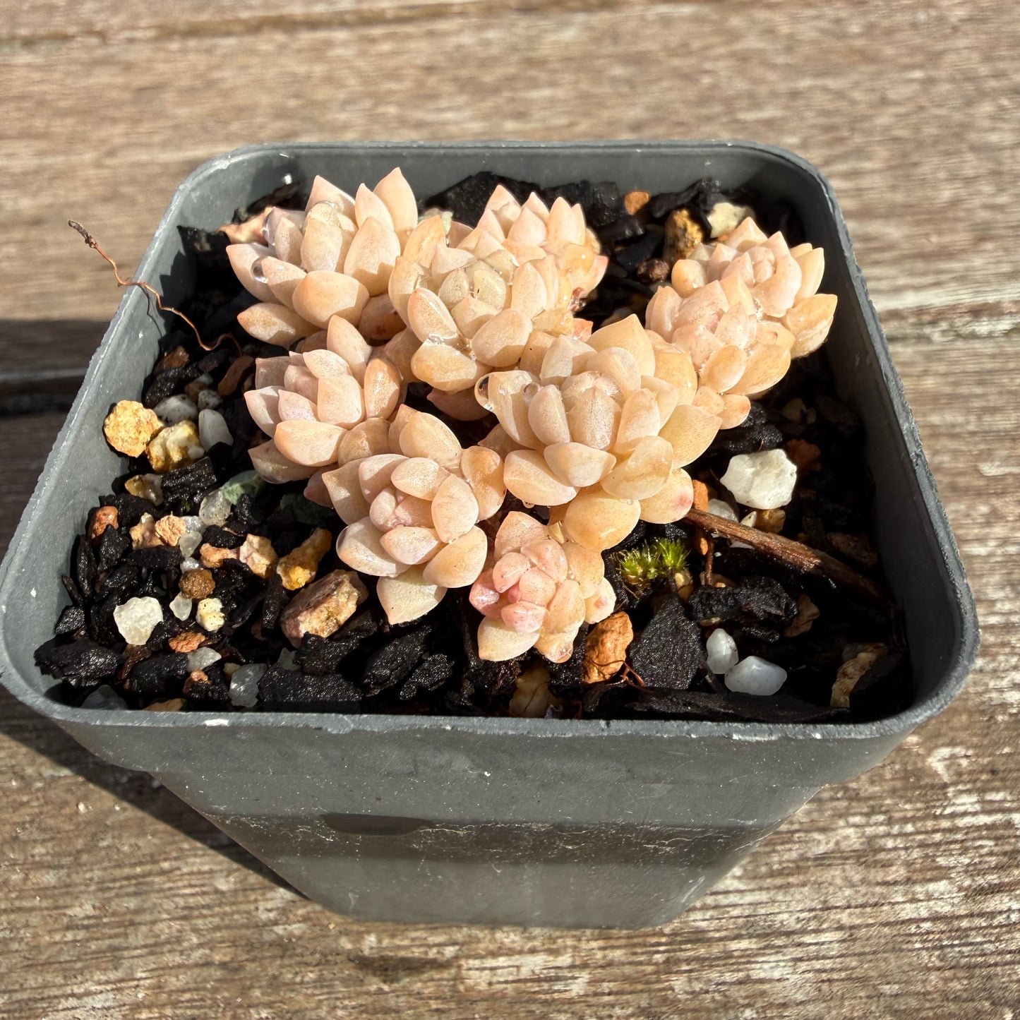 2110 Echeveria Prolifica