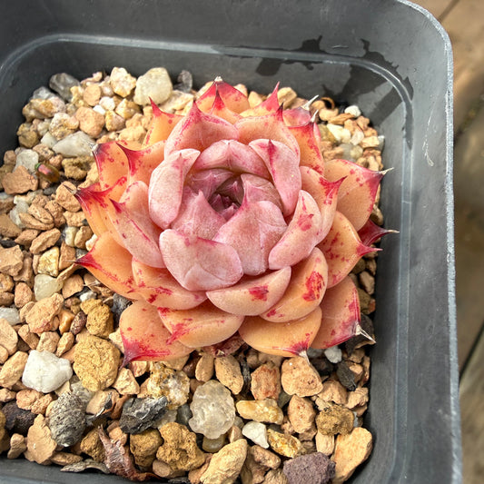 2110 Echeveria Queen 'Amethyst'