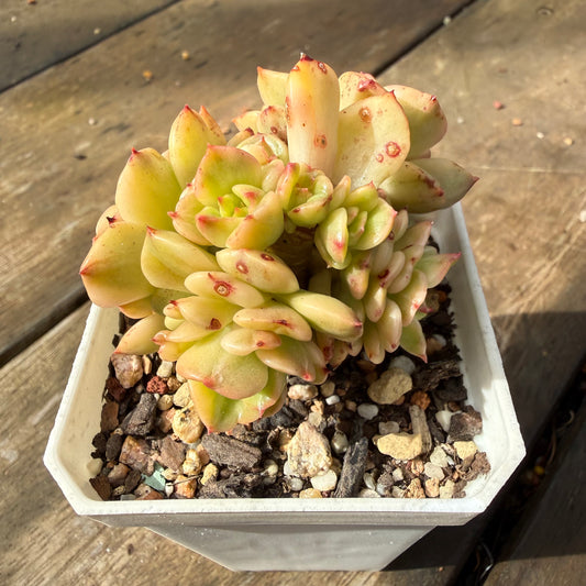 2110 Sedeveria Rolly Variegated (Multi)