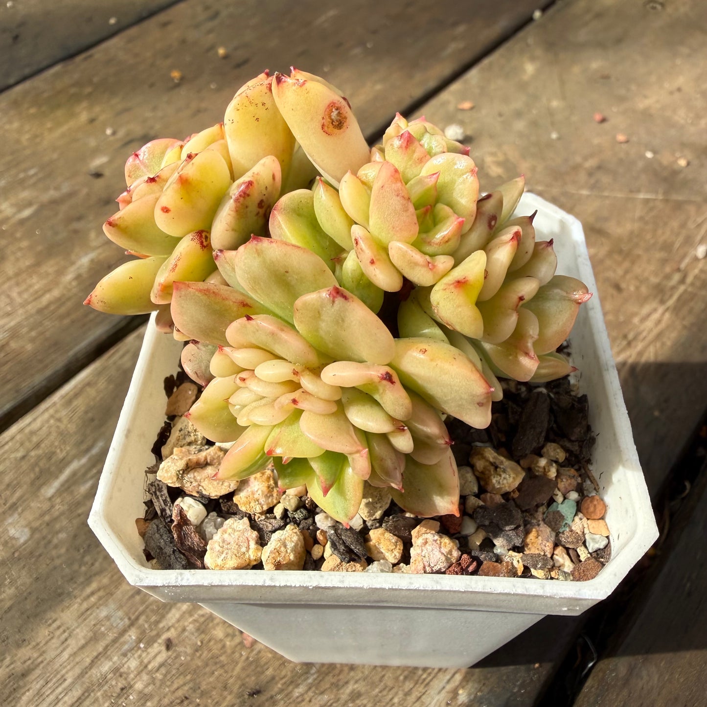 2110 Sedeveria Rolly Variegated (Multi)