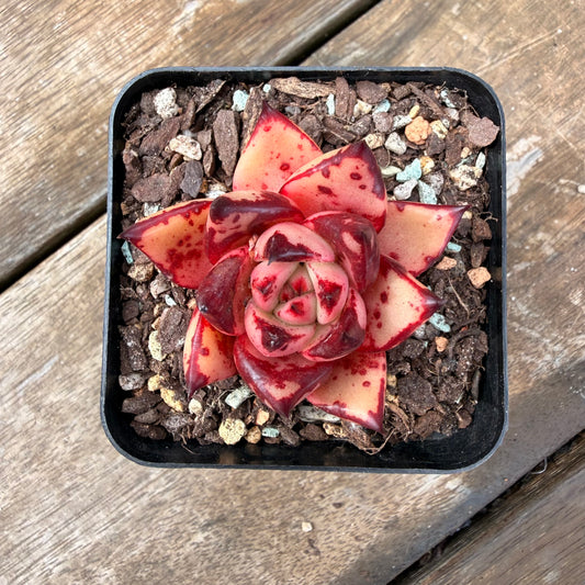 2110 Echeveria Agavoides 'Bloody Romeo'
