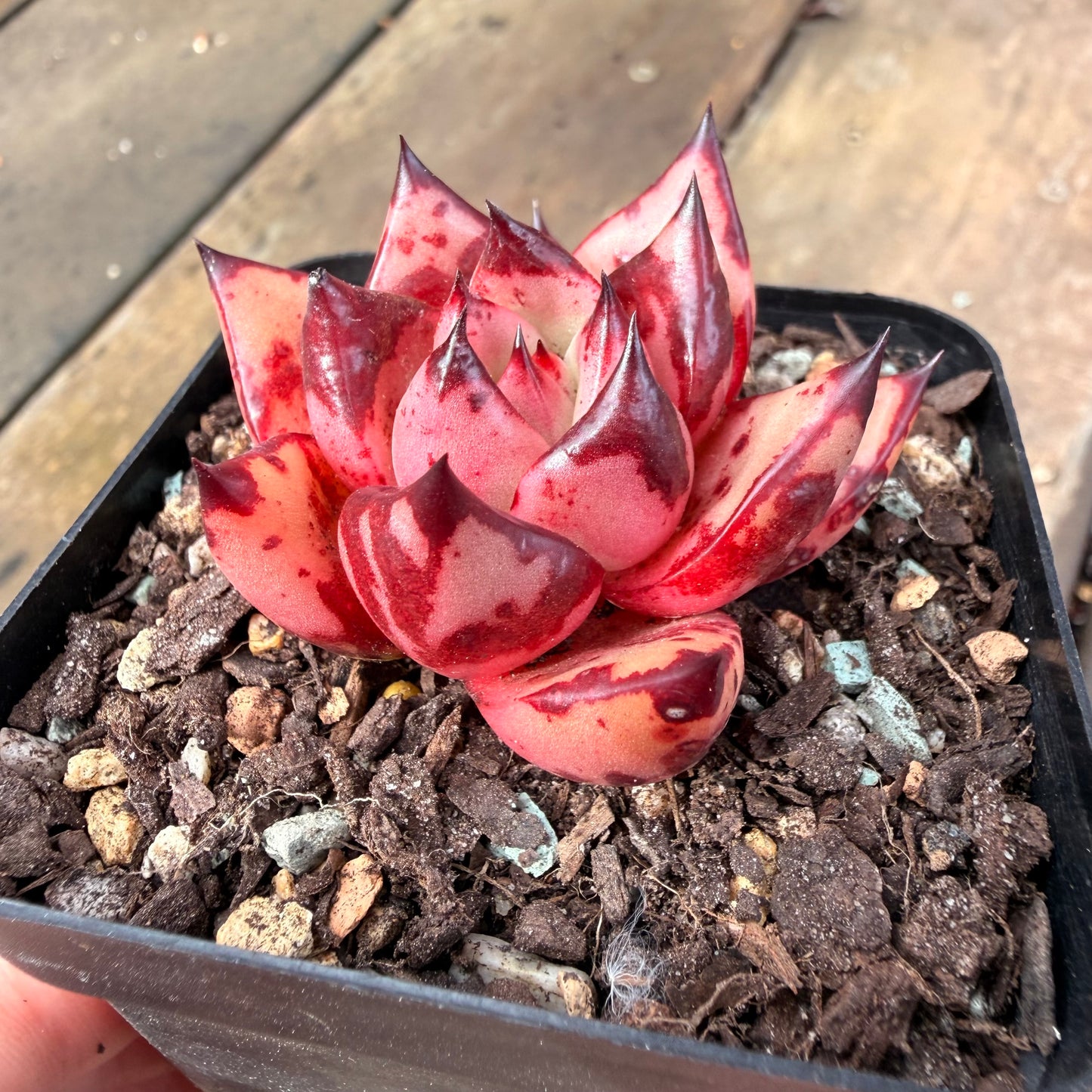 2110 Echeveria Agavoides 'Bloody Romeo'