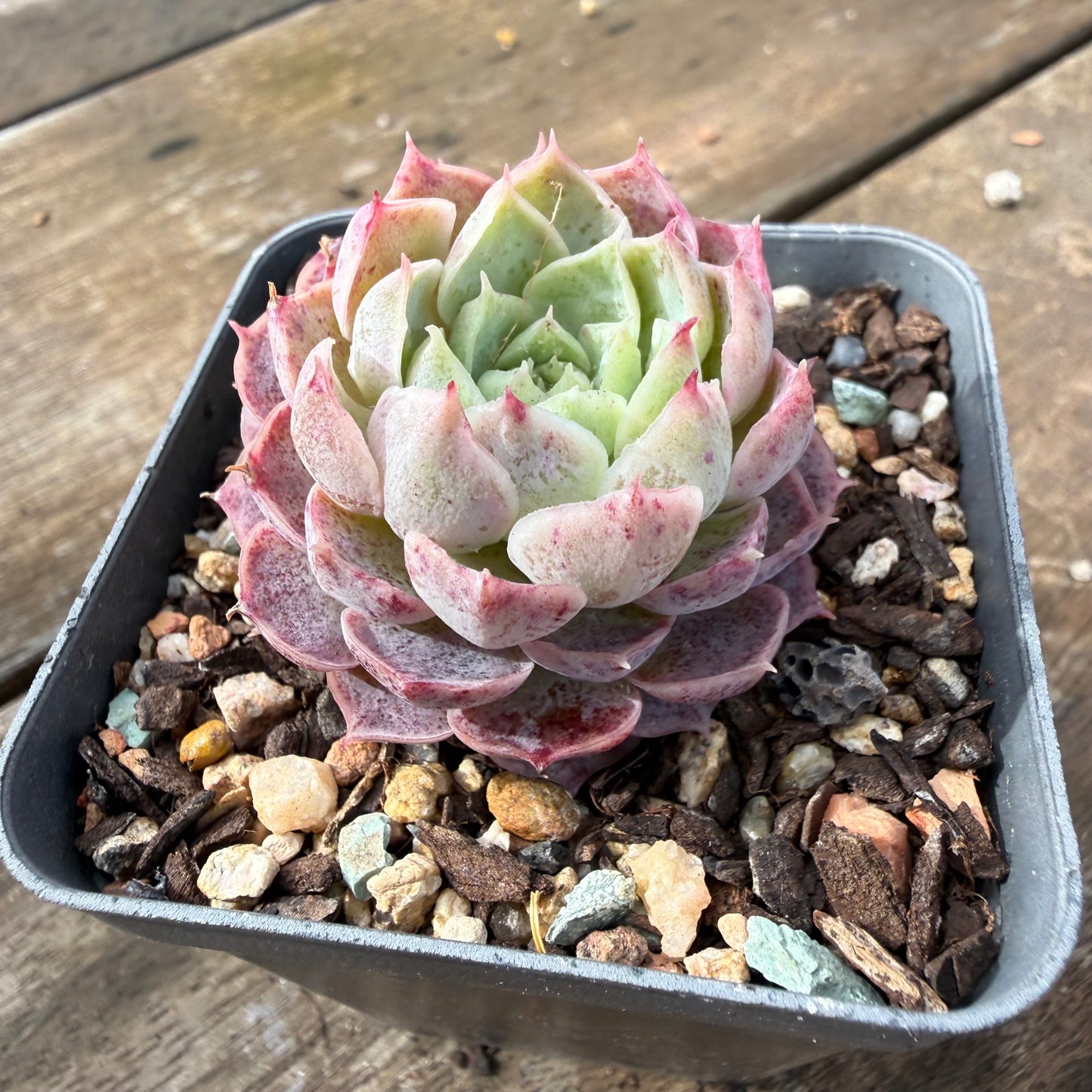 2110 Echeveria Saralina