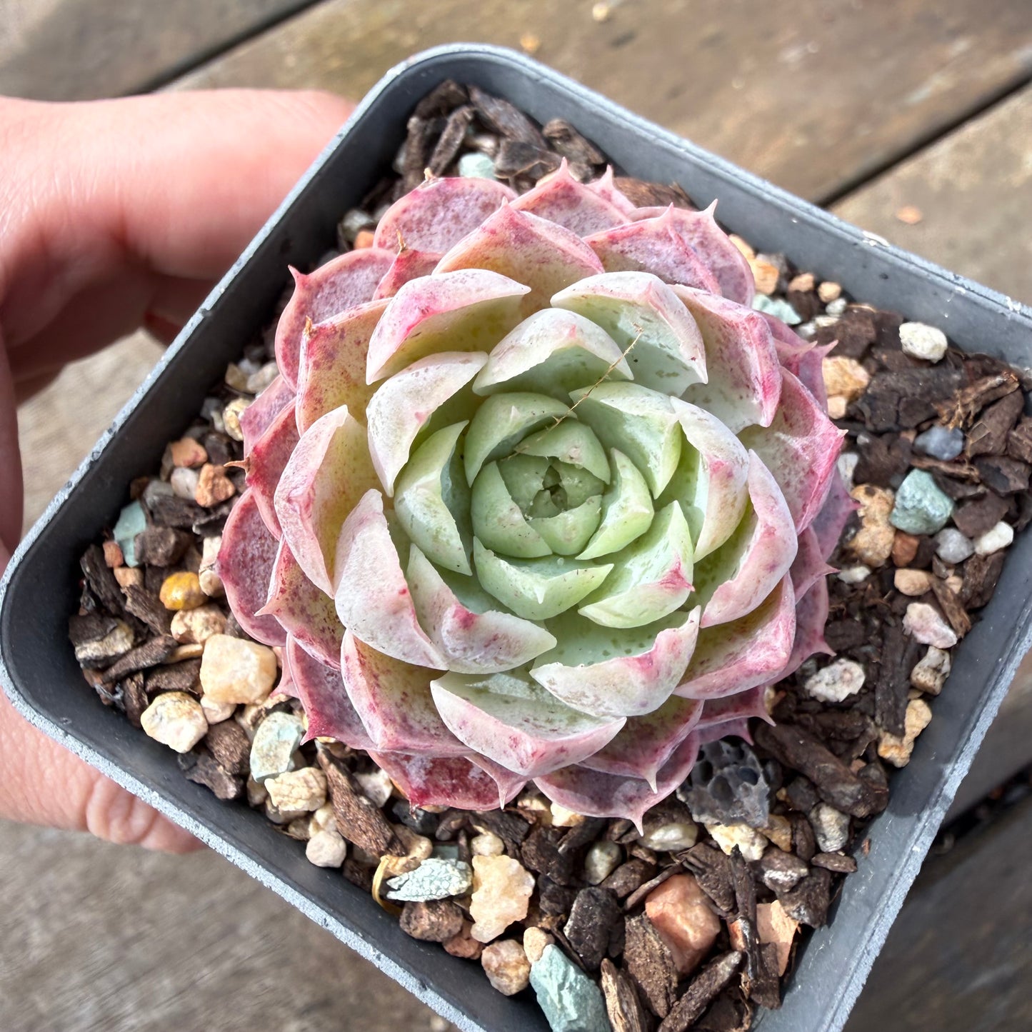 2110 Echeveria Saralina