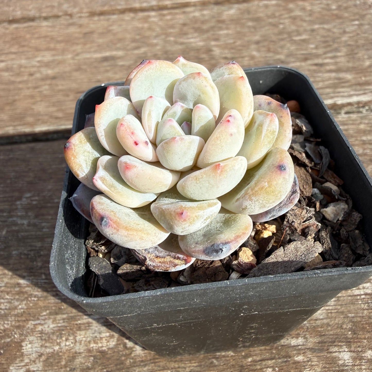 2110 Echeveria Trumso