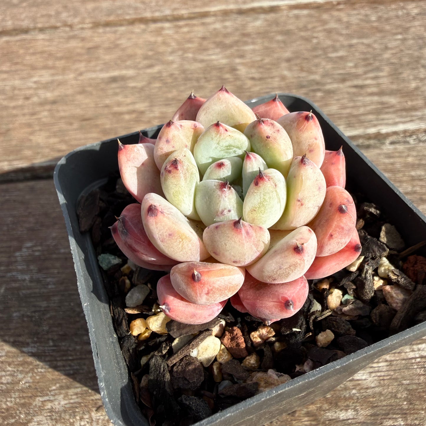 2110 Echeveria Viant