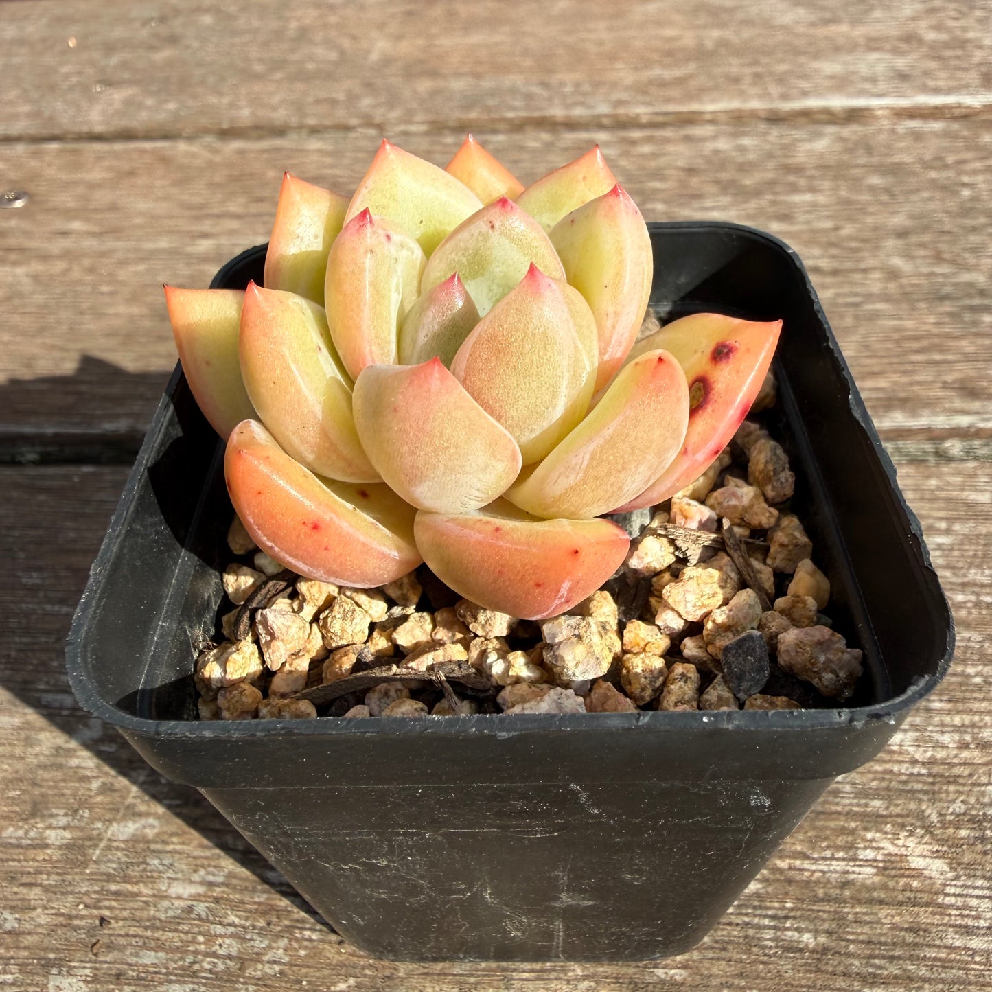2110 Echeveria White Champagne