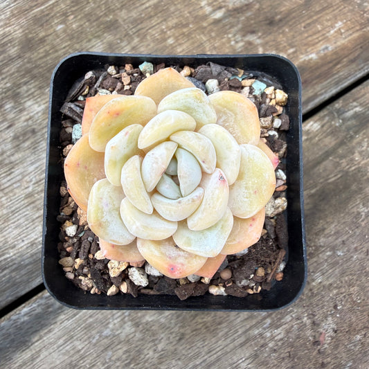 2110 Echeveria 'Gem Moon'