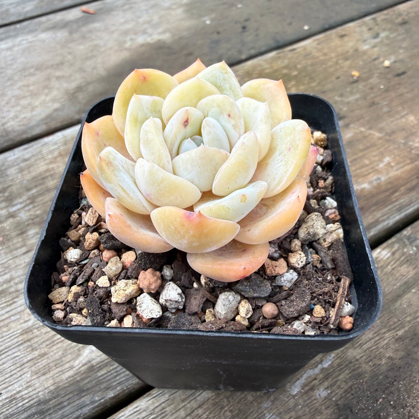 2110 Echeveria 'Gem Moon'