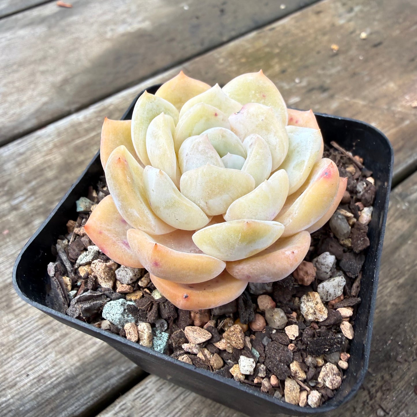 2110 Echeveria 'Gem Moon'