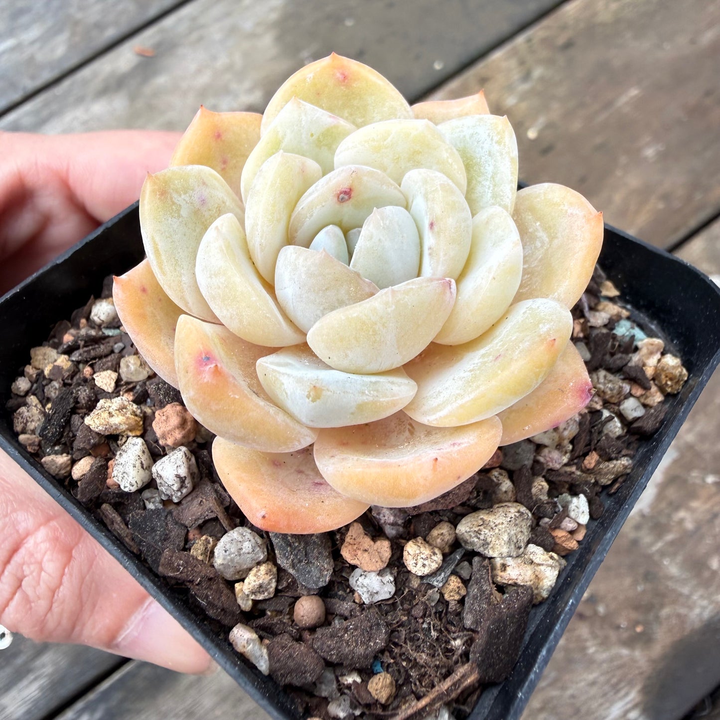 2110 Echeveria 'Gem Moon'