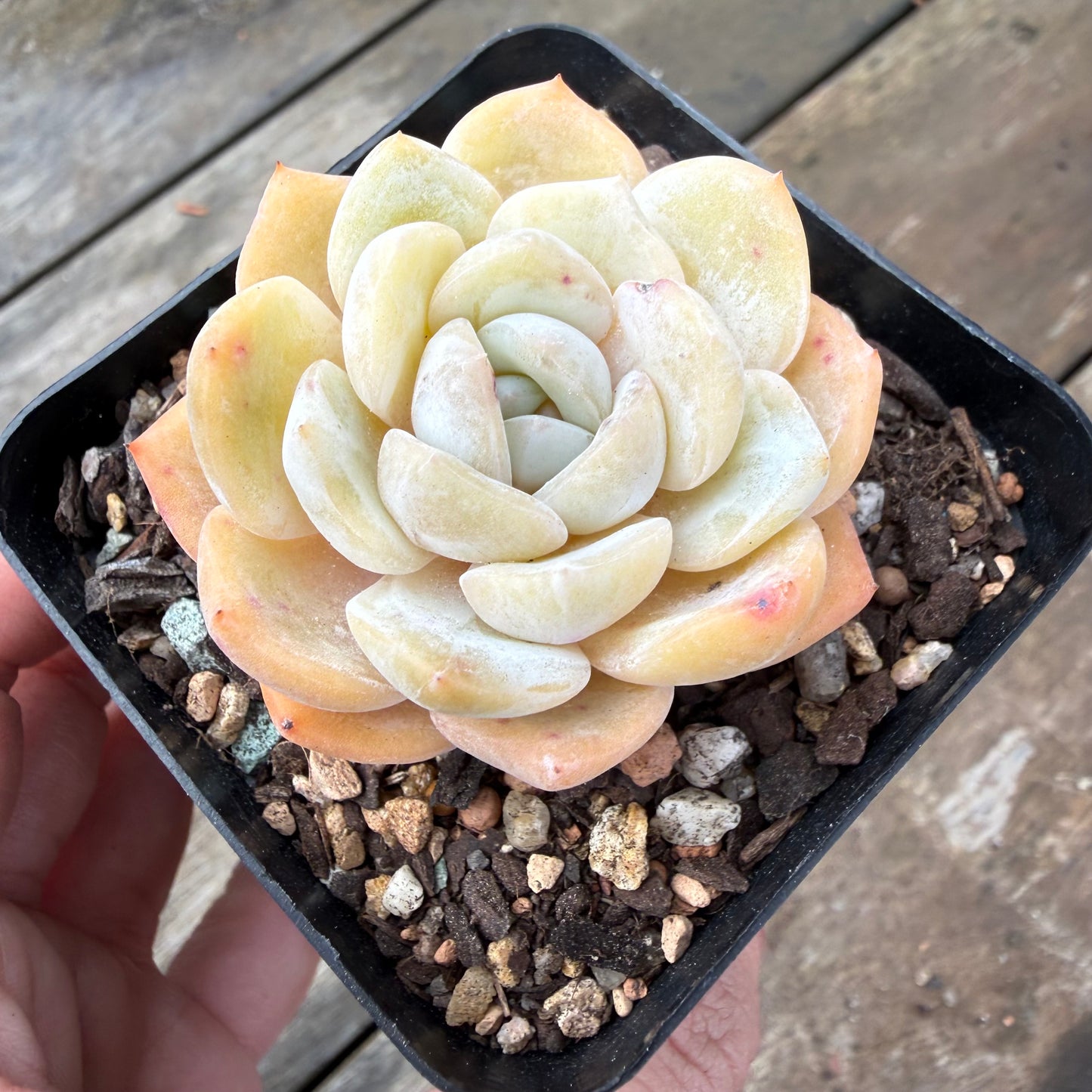 2110 Echeveria 'Gem Moon'