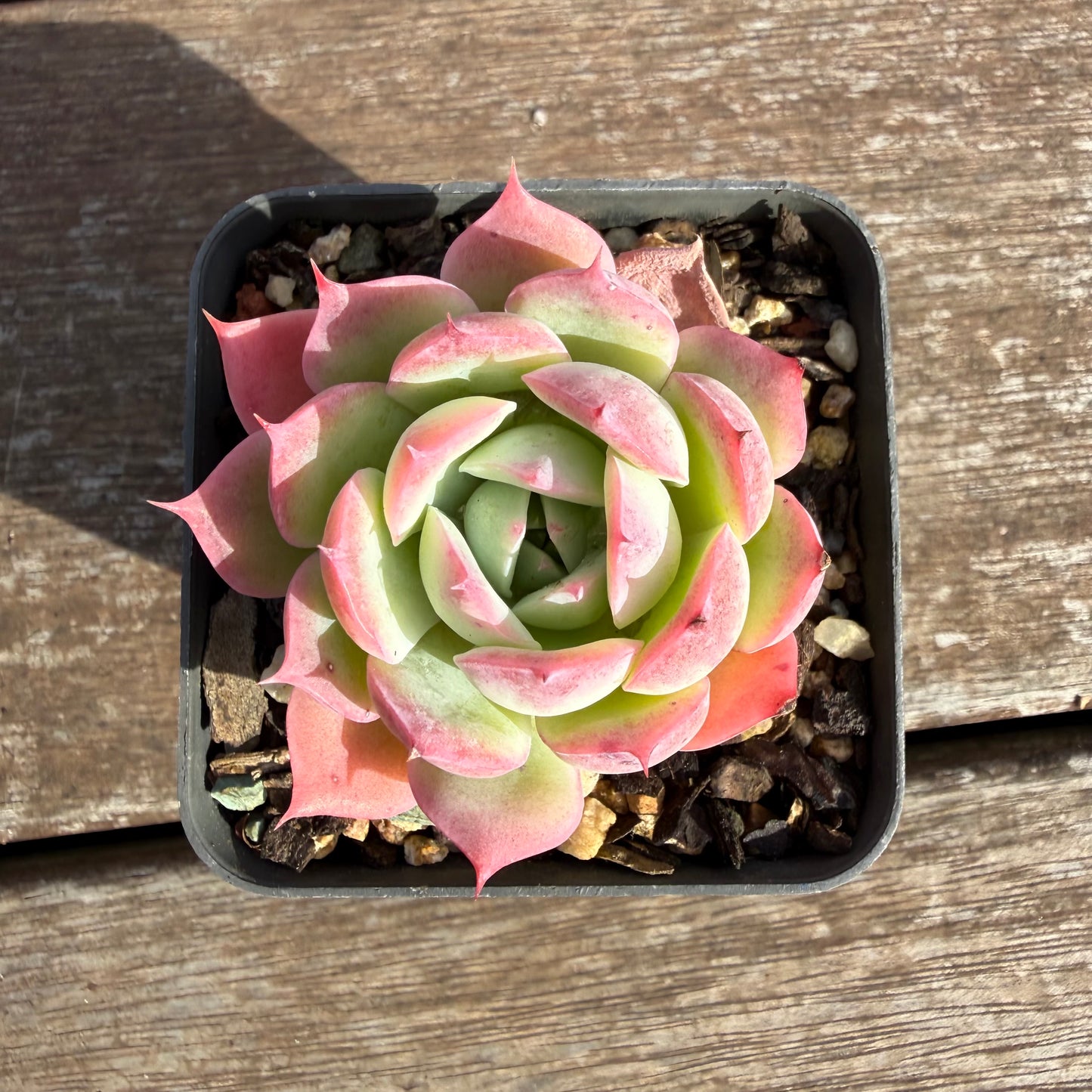 2110 Echeveria 'Honey Lips'