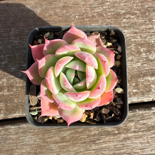 2110 Echeveria 'Honey Lips'