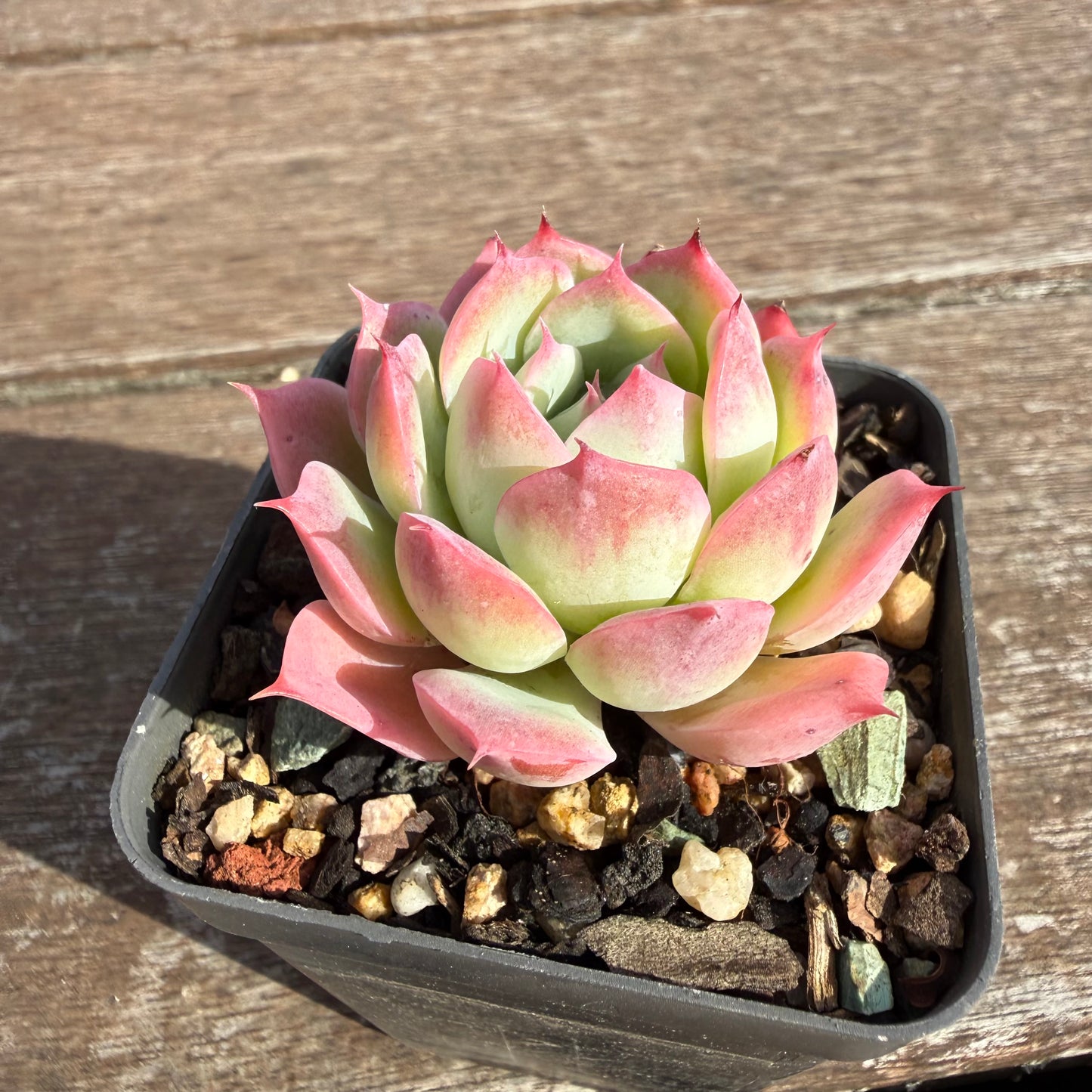 2110 Echeveria 'Honey Lips'