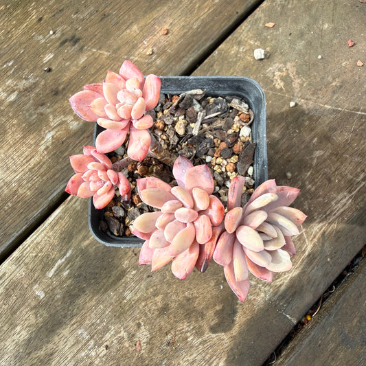 2110 Echeveria 'Sugar Jelly' sp.