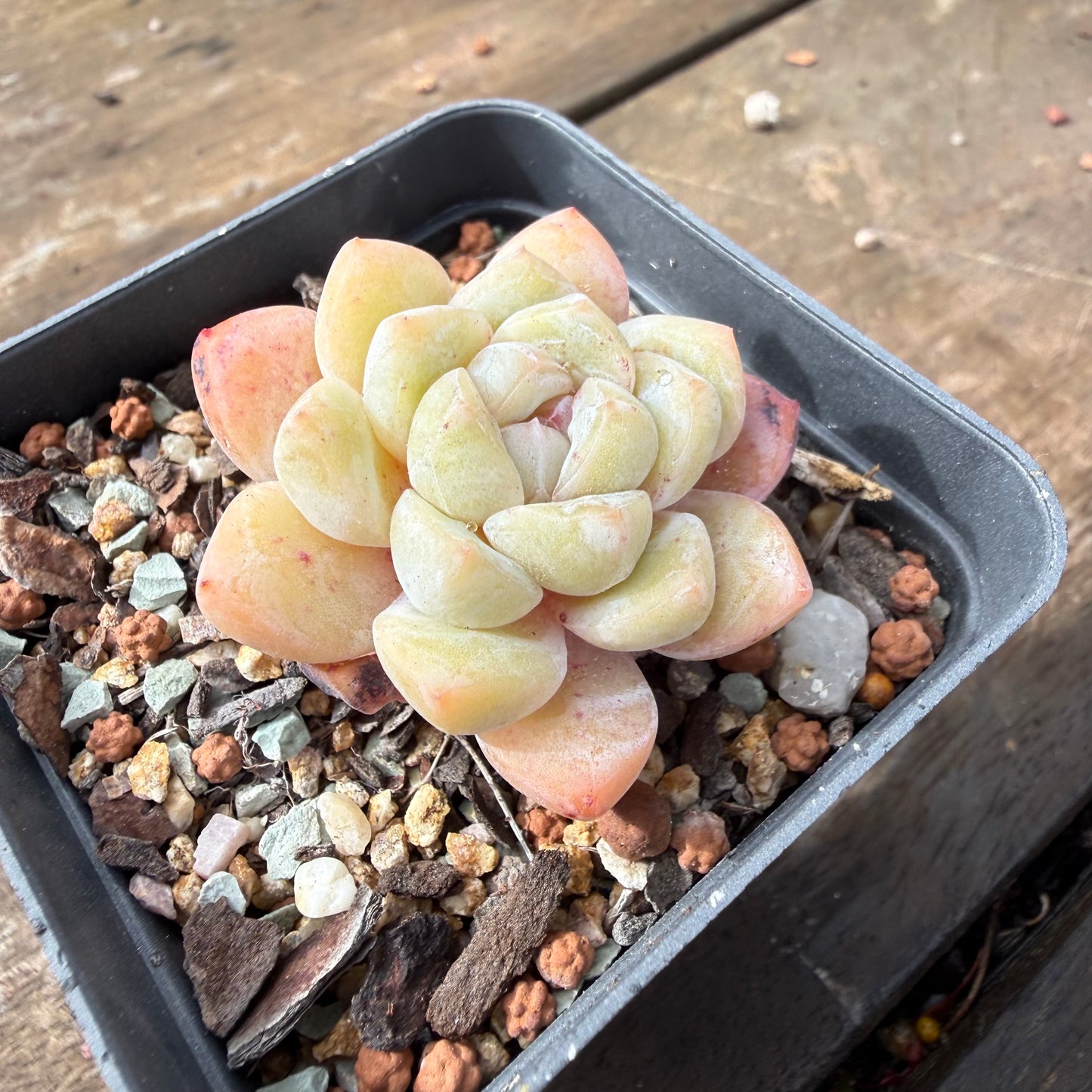 2110 Echeveria 'The Seven Fairies'