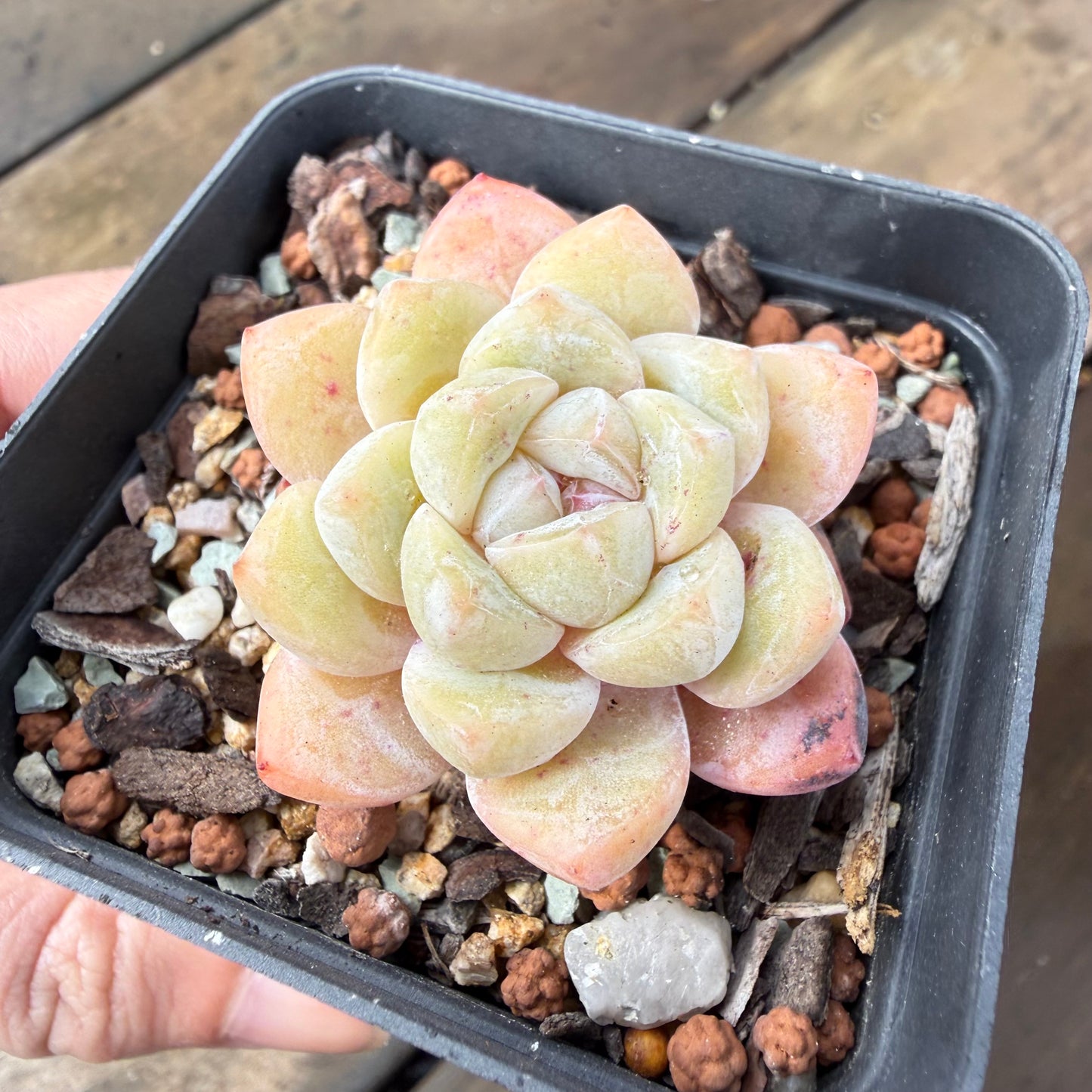 2110 Echeveria 'The Seven Fairies'