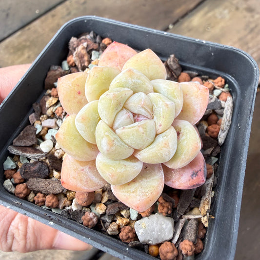 2110 Echeveria 'The Seven Fairies'