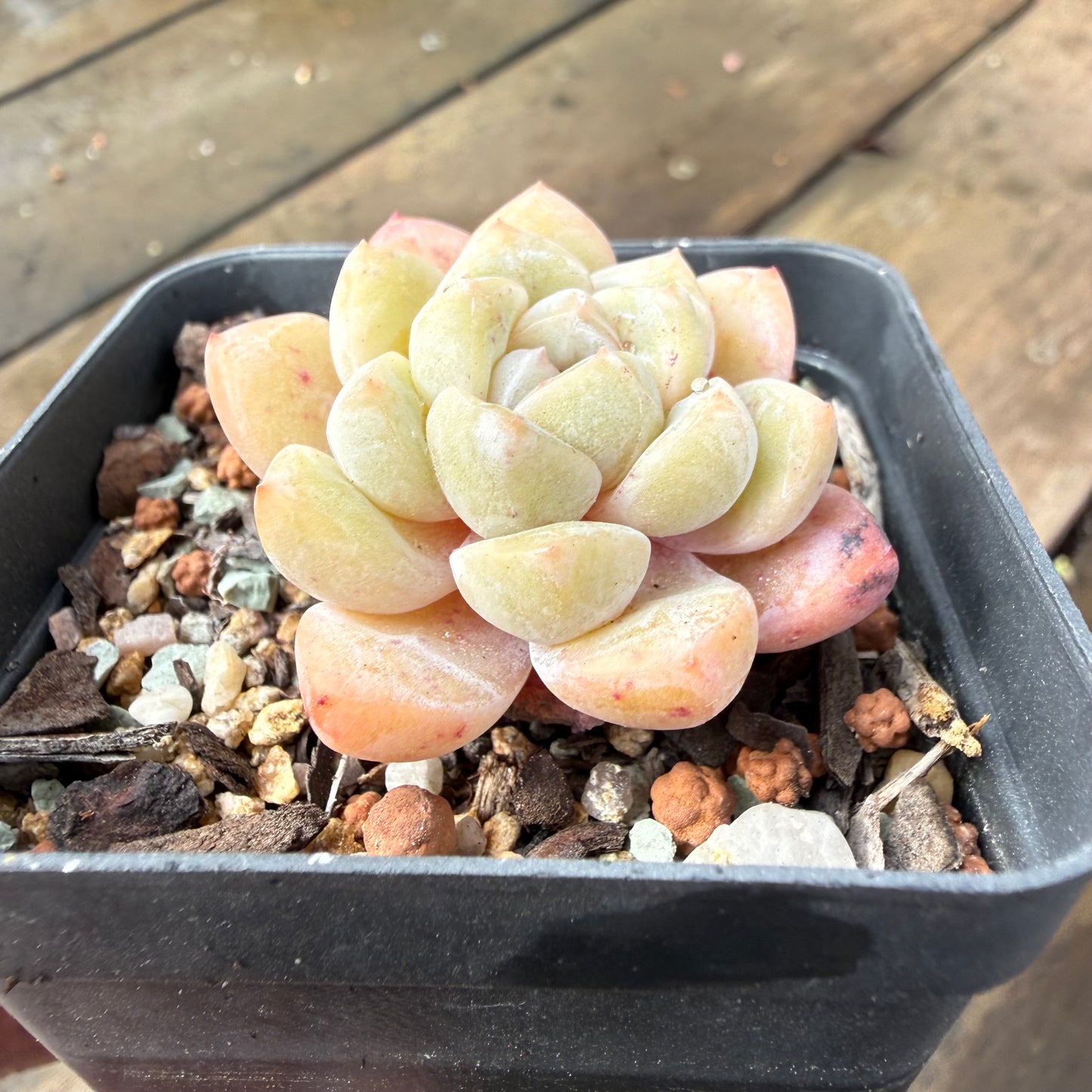 2110 Echeveria 'The Seven Fairies'