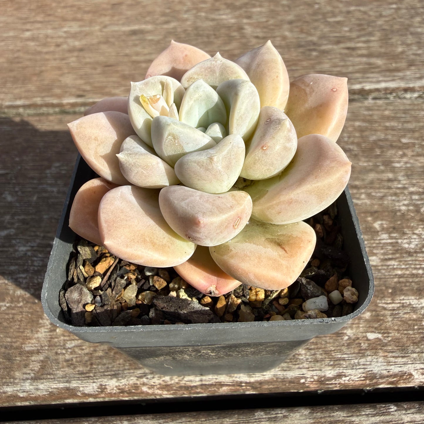 2110 Graptoveria 'Butterball'