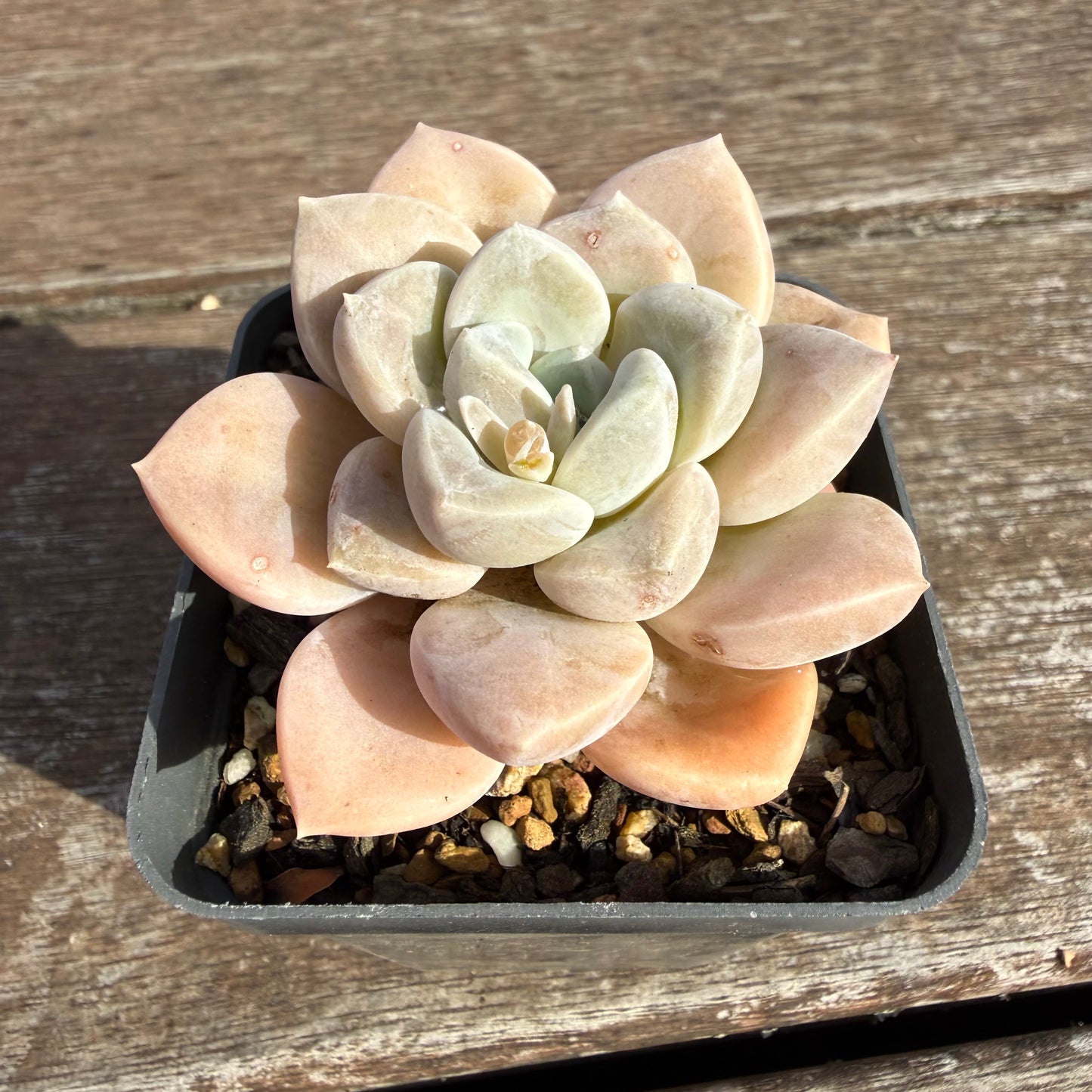 2110 Graptoveria 'Butterball'