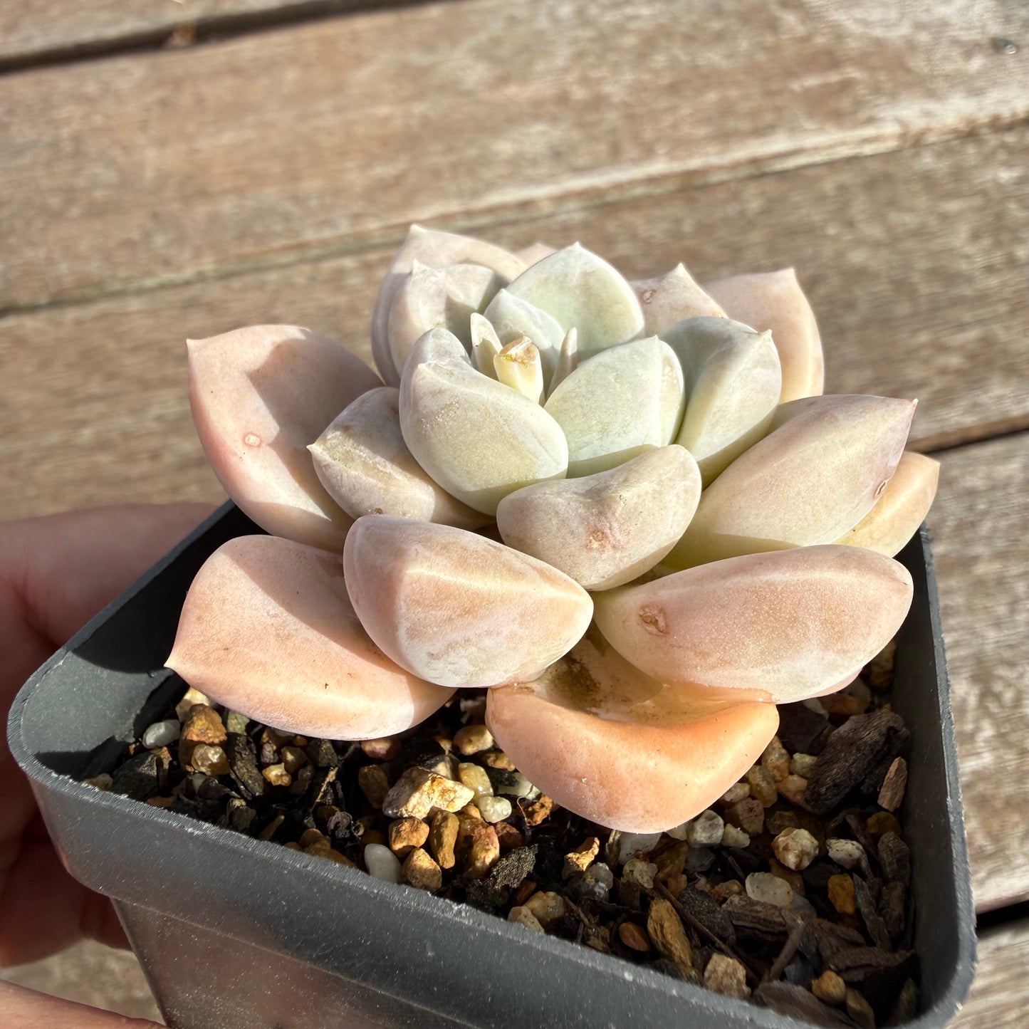 2110 Graptoveria 'Butterball'