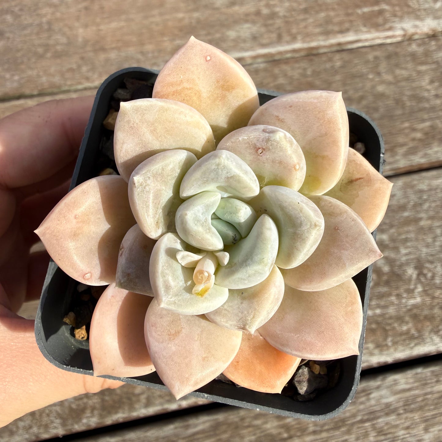 2110 Graptoveria 'Butterball'