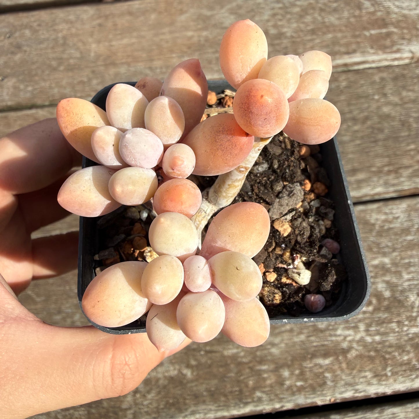 2110 Pachyphytum 'Egg Tart' (Multi)