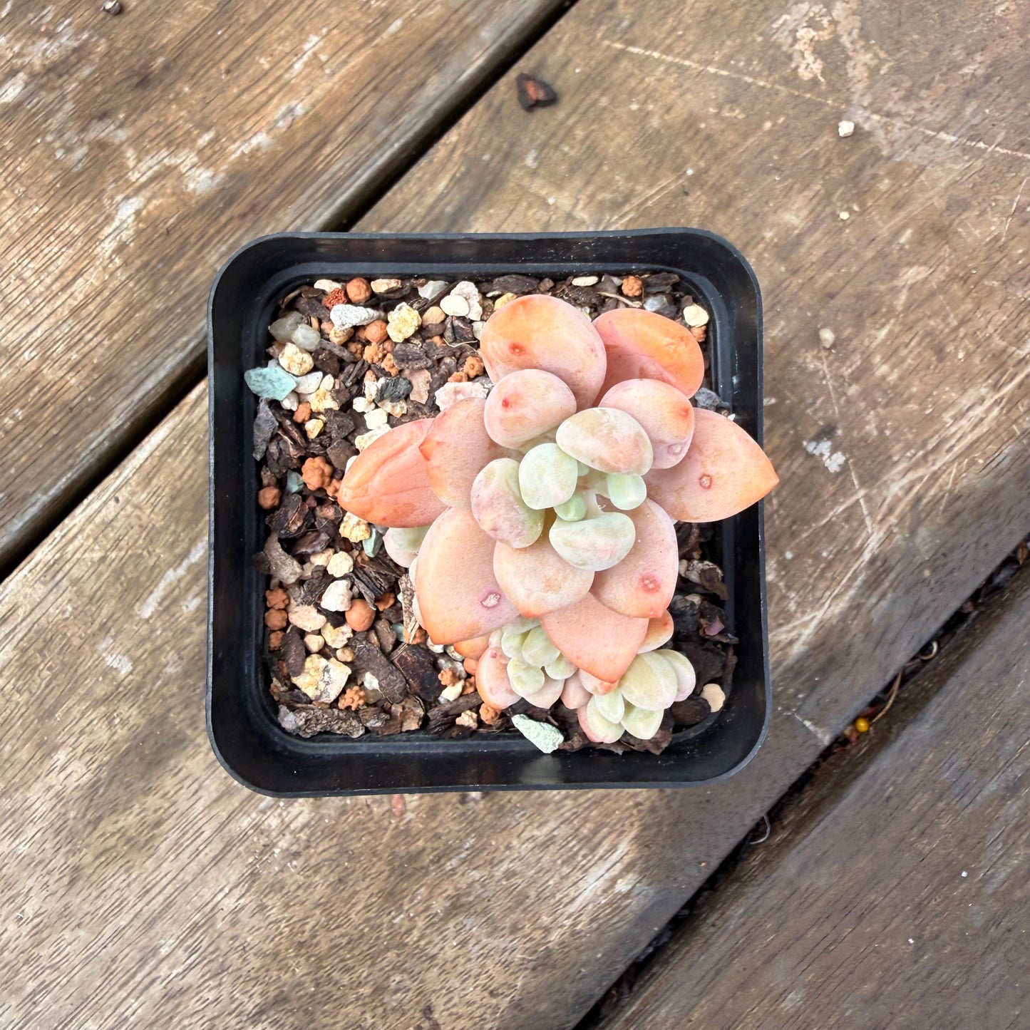 2110 Pachyveria 'Elaine Reinelt'