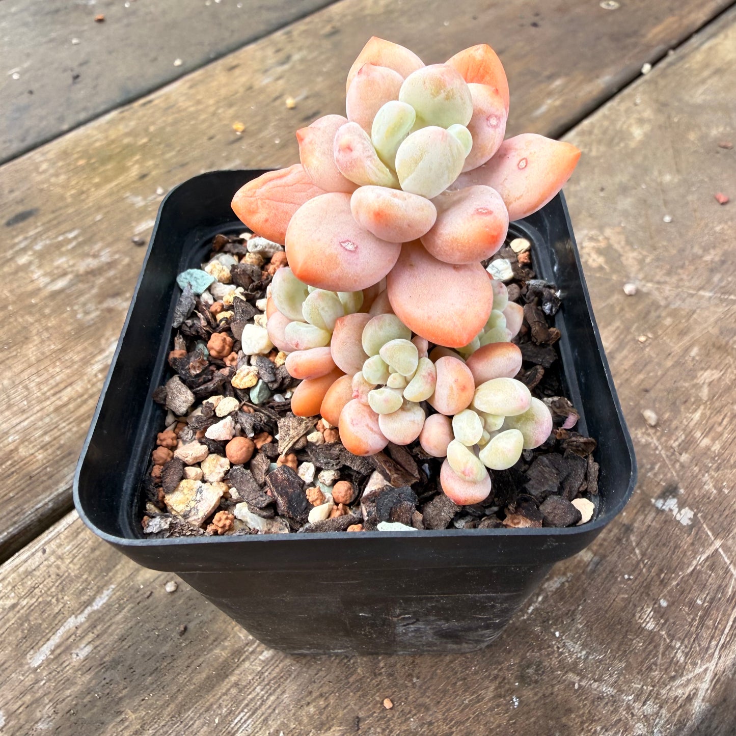 2110 Pachyveria 'Elaine Reinelt'