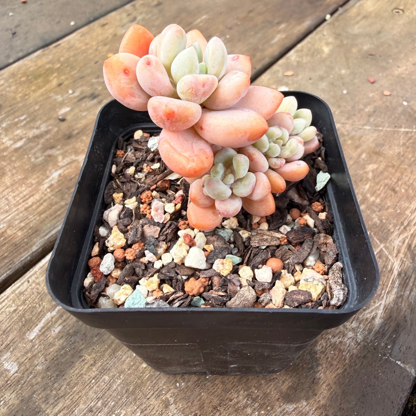 2110 Pachyveria 'Elaine Reinelt'