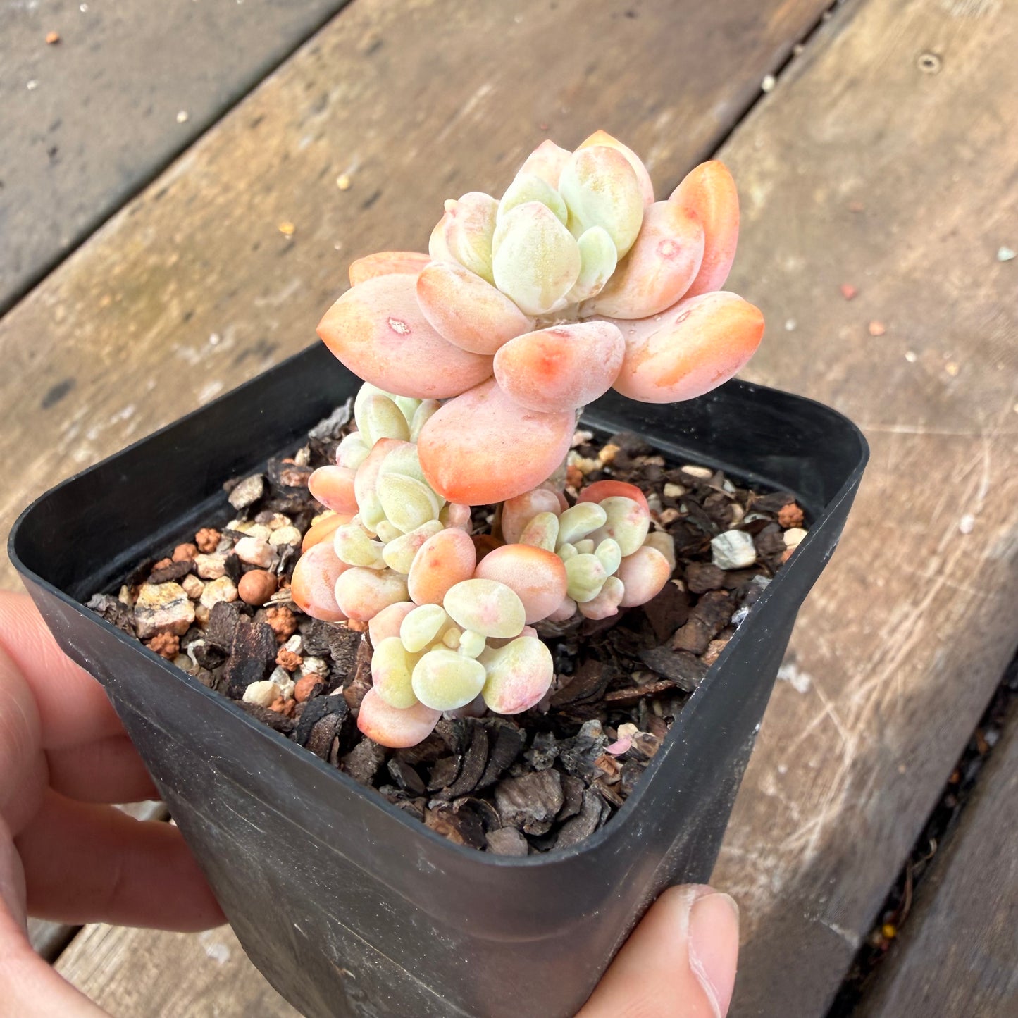 2110 Pachyveria 'Elaine Reinelt'