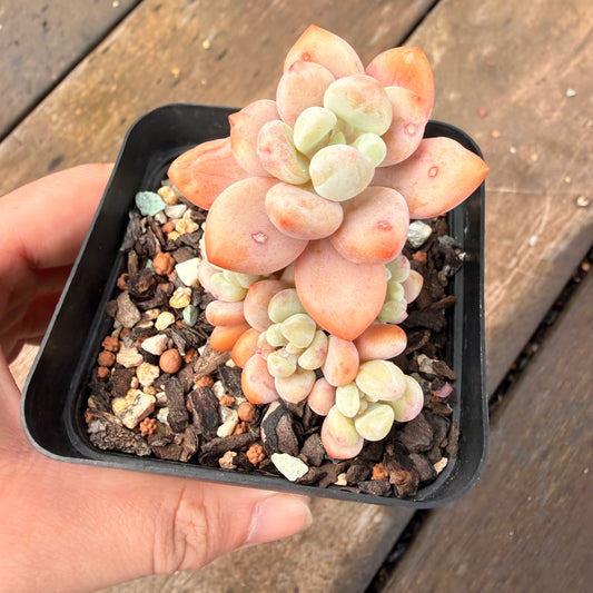 2110 Pachyveria 'Elaine Reinelt'