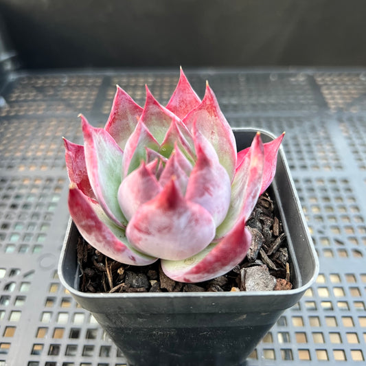 2205 Echeveria Casio Monst Form