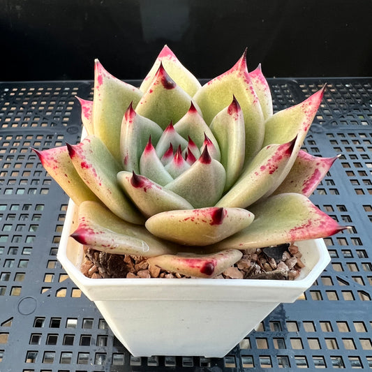 2205 Echeveria Ebony Hybrid