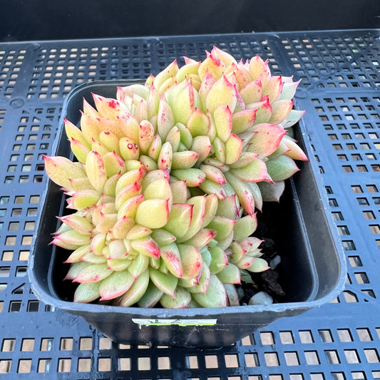 2205 Echeveria Gilva Crest