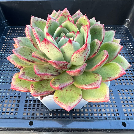 2205 Echeveria Mocha