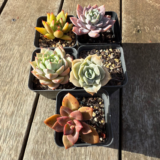 000 Succulent Value Pack [C3]